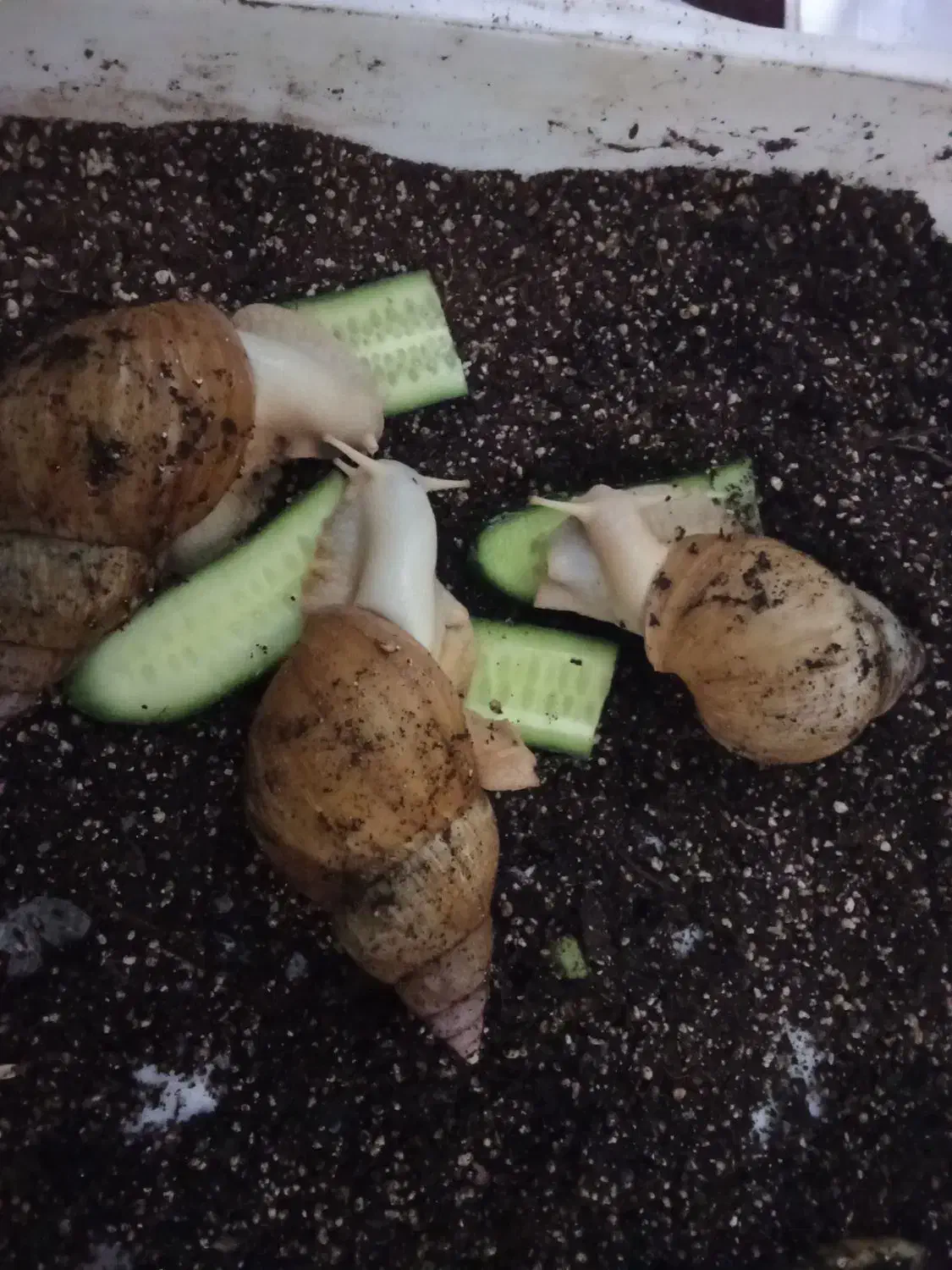 حلزون مولد|خزنده|آبادان, |دیوار