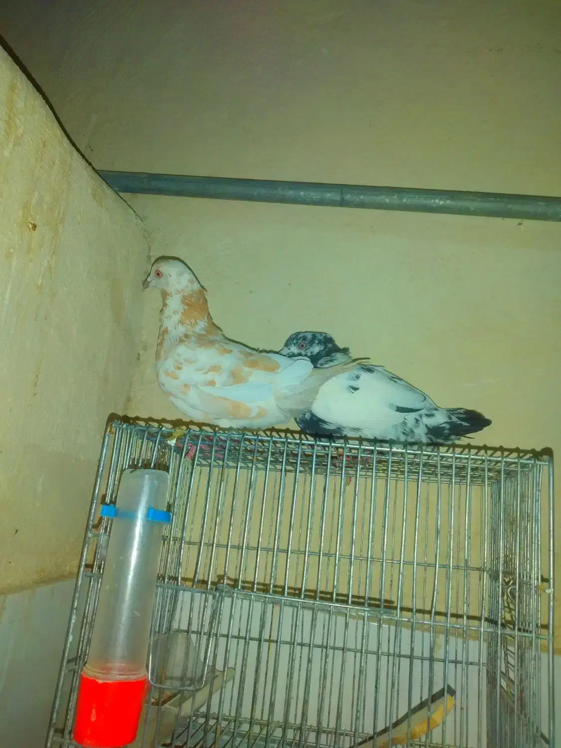 کبوتر|پرنده|سراوان, |دیوار