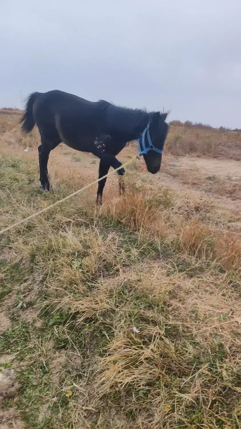 اسب|اسب و تجهیزات اسب‌سواری|قزوین, |دیوار