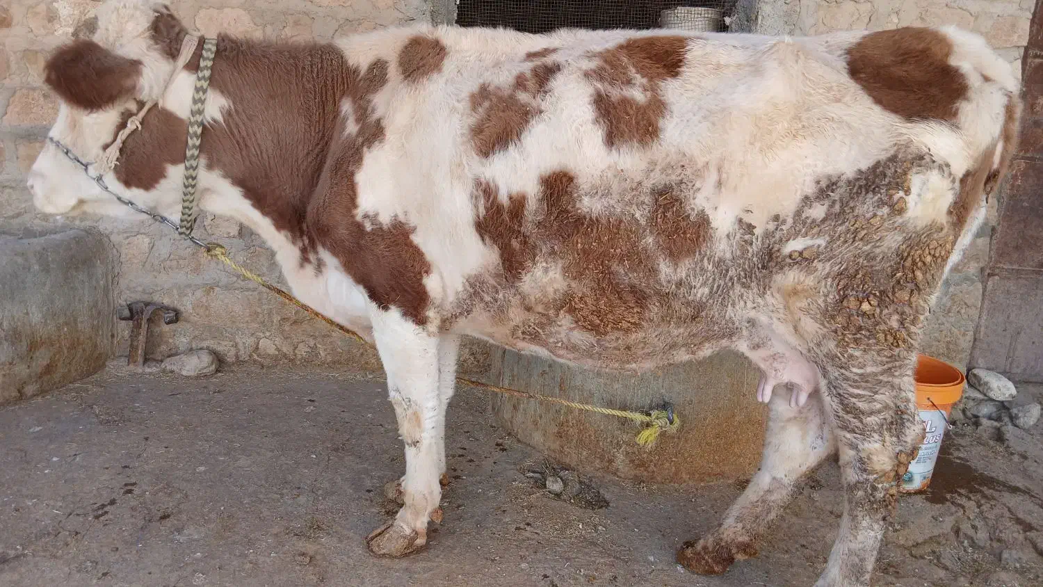 گاو گوساله|حیوانات مزرعه|زرین آباد, |دیوار
