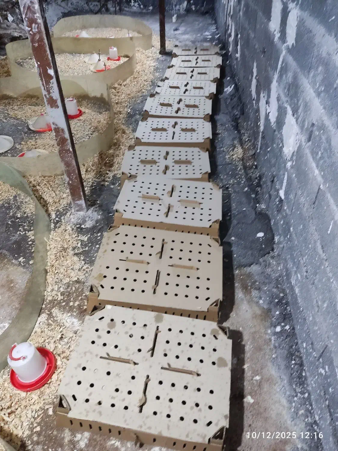 فروش جوجه بلدرچین اصل ژاپنی|حیوانات مزرعه|اطاقور, |دیوار