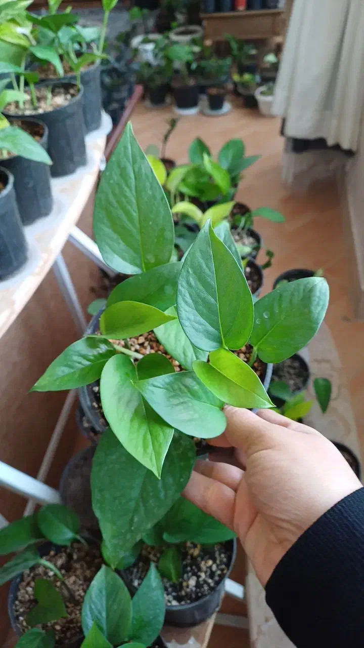 پوتوس|گل و گیاه طبیعی|شیروان (خراسان), |دیوار