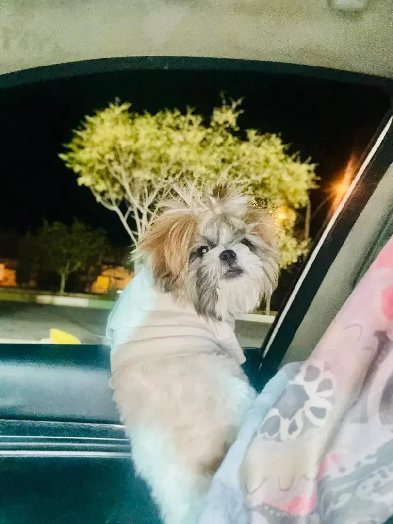 سگ شیتزو سوپر فلت|سگ|شهرضا, |دیوار