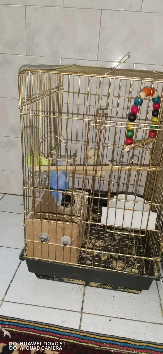 کوتوله برزیلی|پرنده|اصفهان, گلزار|دیوار