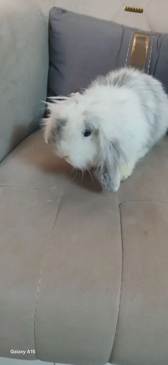 خرگوش لوپ اصیل|موش و خرگوش|مشهد, پنجتن|دیوار