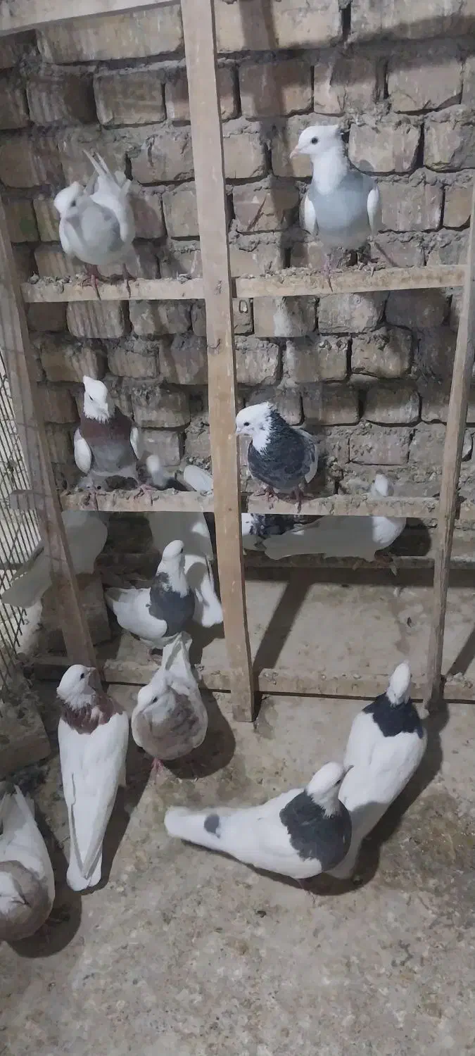 کبوتر طوقی|پرنده|خمینی‌شهر, |دیوار