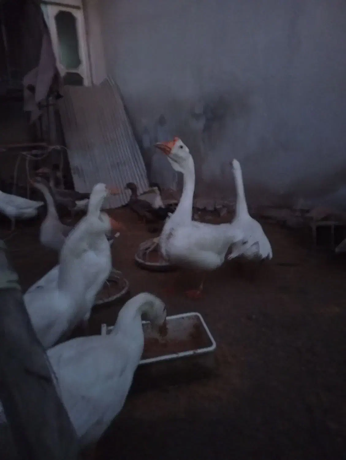 10عددمرغ محلی یکجا|حیوانات مزرعه|بابکان, |دیوار