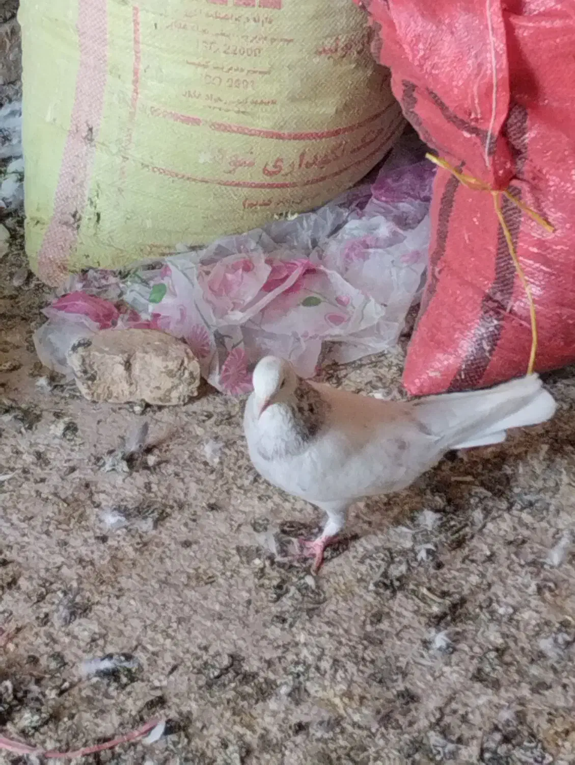 حراج|حراج|اردکان, |دیوار