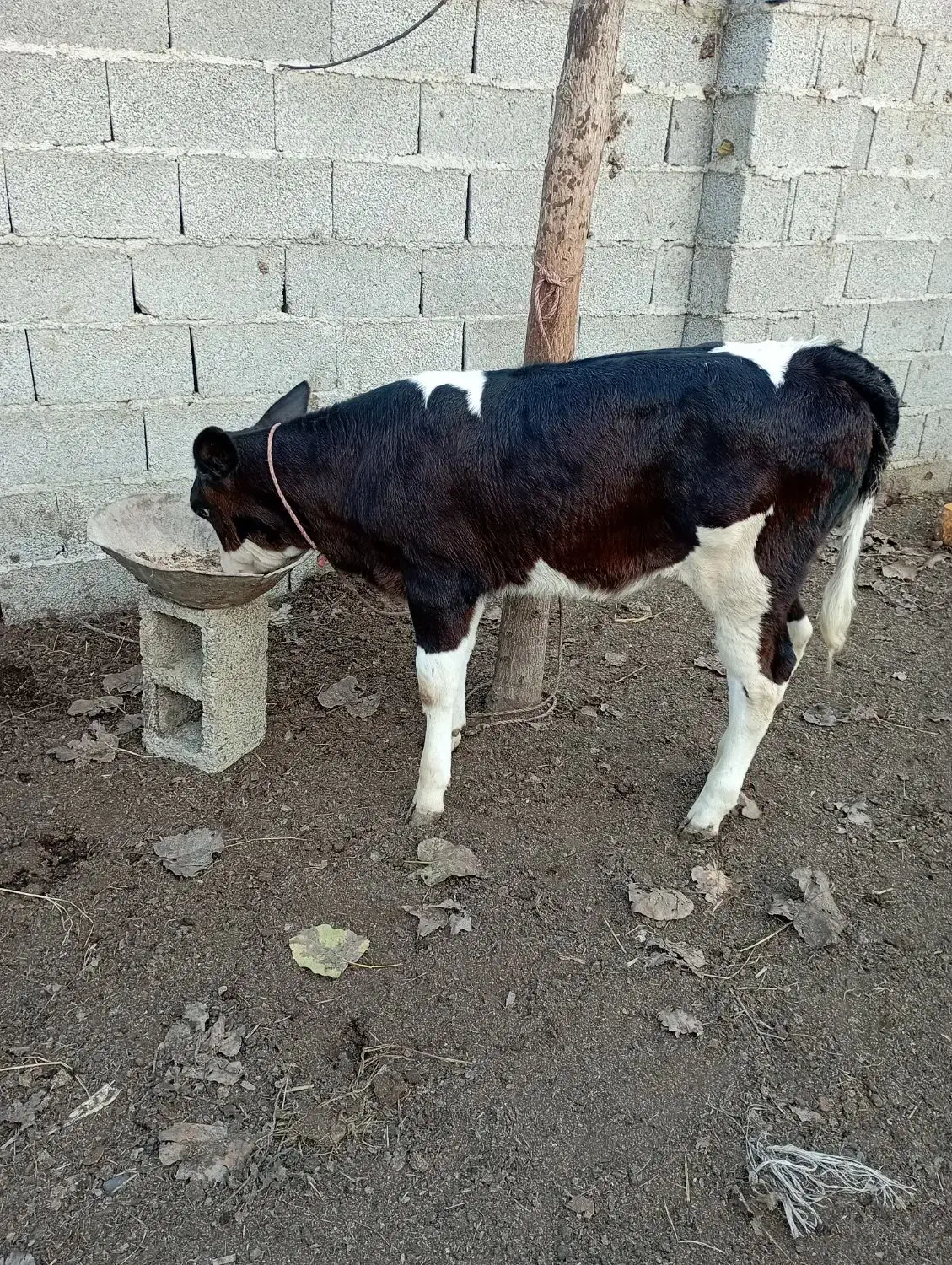 گاو با گوساله..|حیوانات مزرعه|رشت, نیکمرام|دیوار