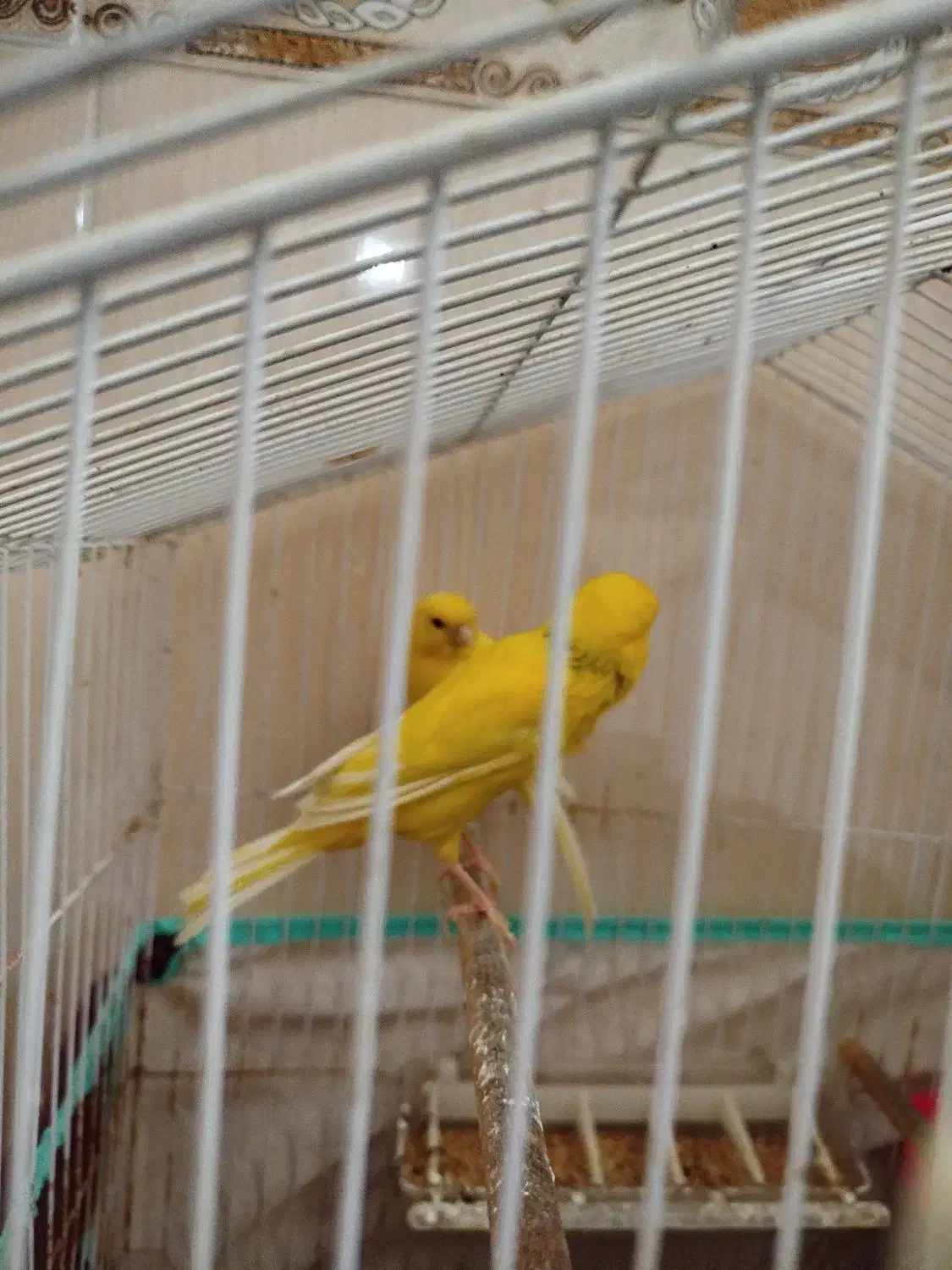 قناری سوپرمولد|پرنده|بوشهر, |دیوار