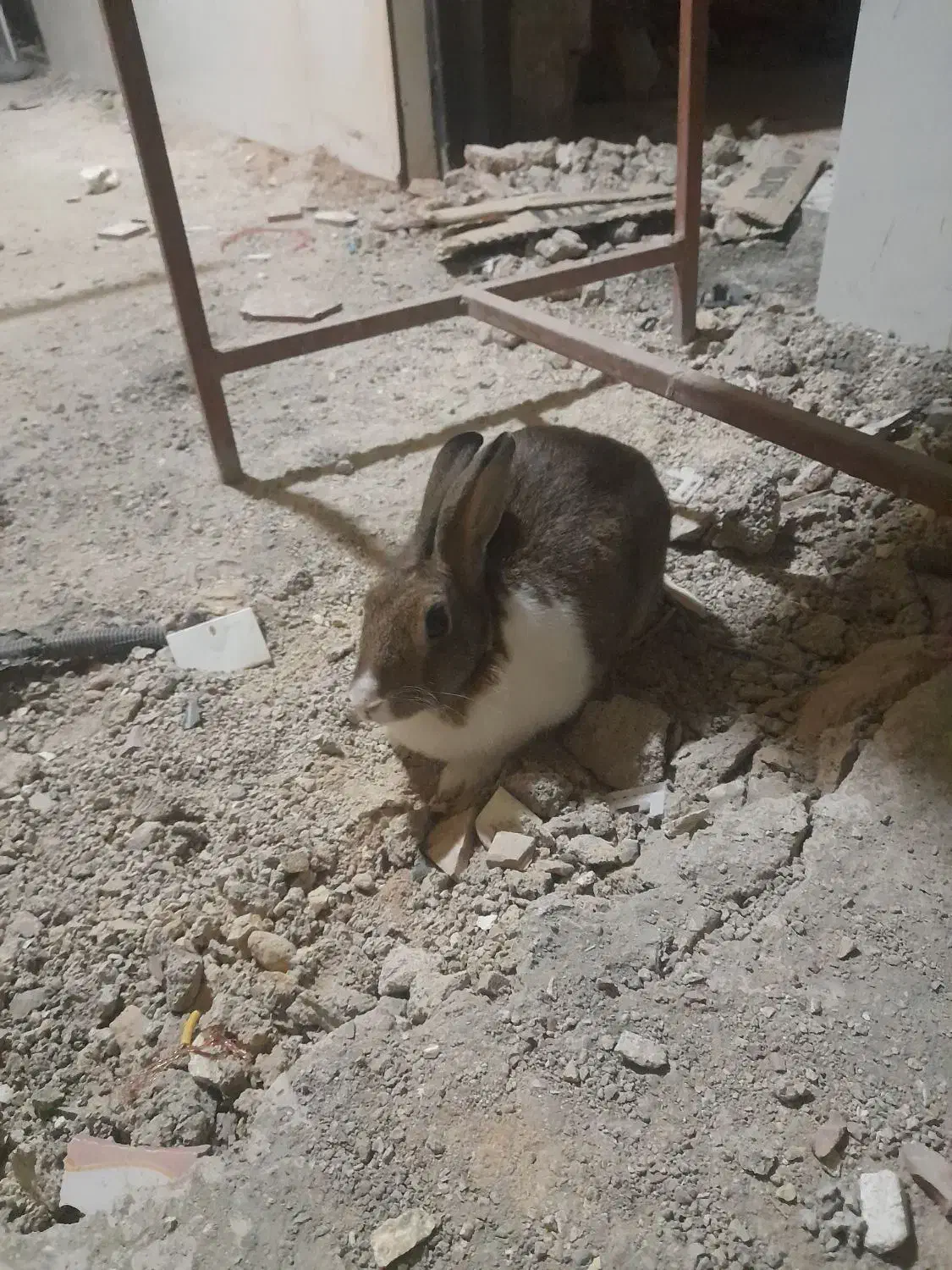 خرگوش ماده|موش و خرگوش|لردگان, |دیوار