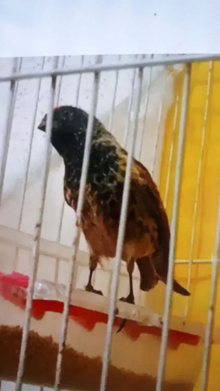 گلبسر نر گل زده|پرنده|کرمان, |دیوار