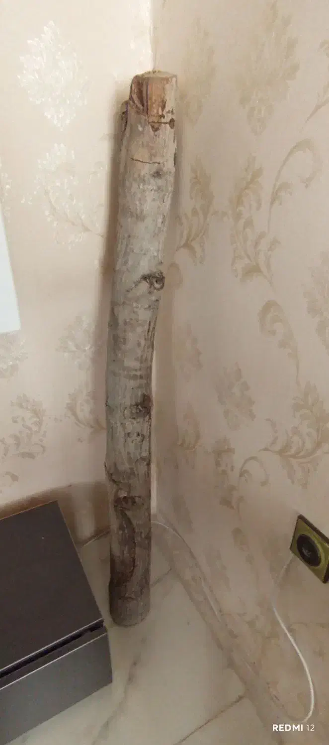 تنه گردو|کلکسیون و سرگرمی|رفسنجان, |دیوار