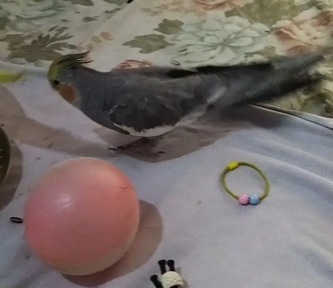 عروس هلندی گمشده|حیوانات|اراک, |دیوار