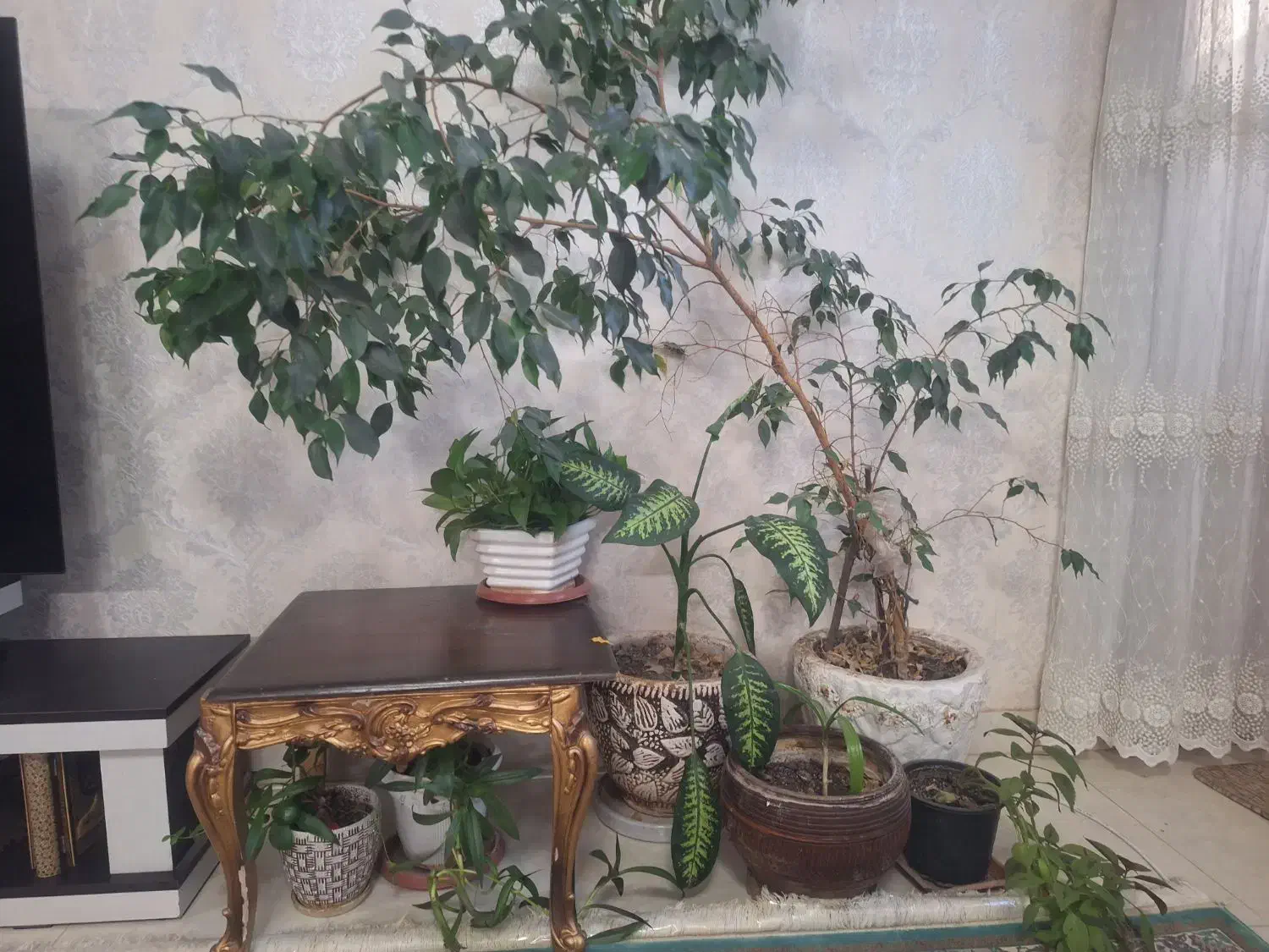 گل طبیعی خانگی|گل و گیاه طبیعی|شیراز, شهرک بزین|دیوار