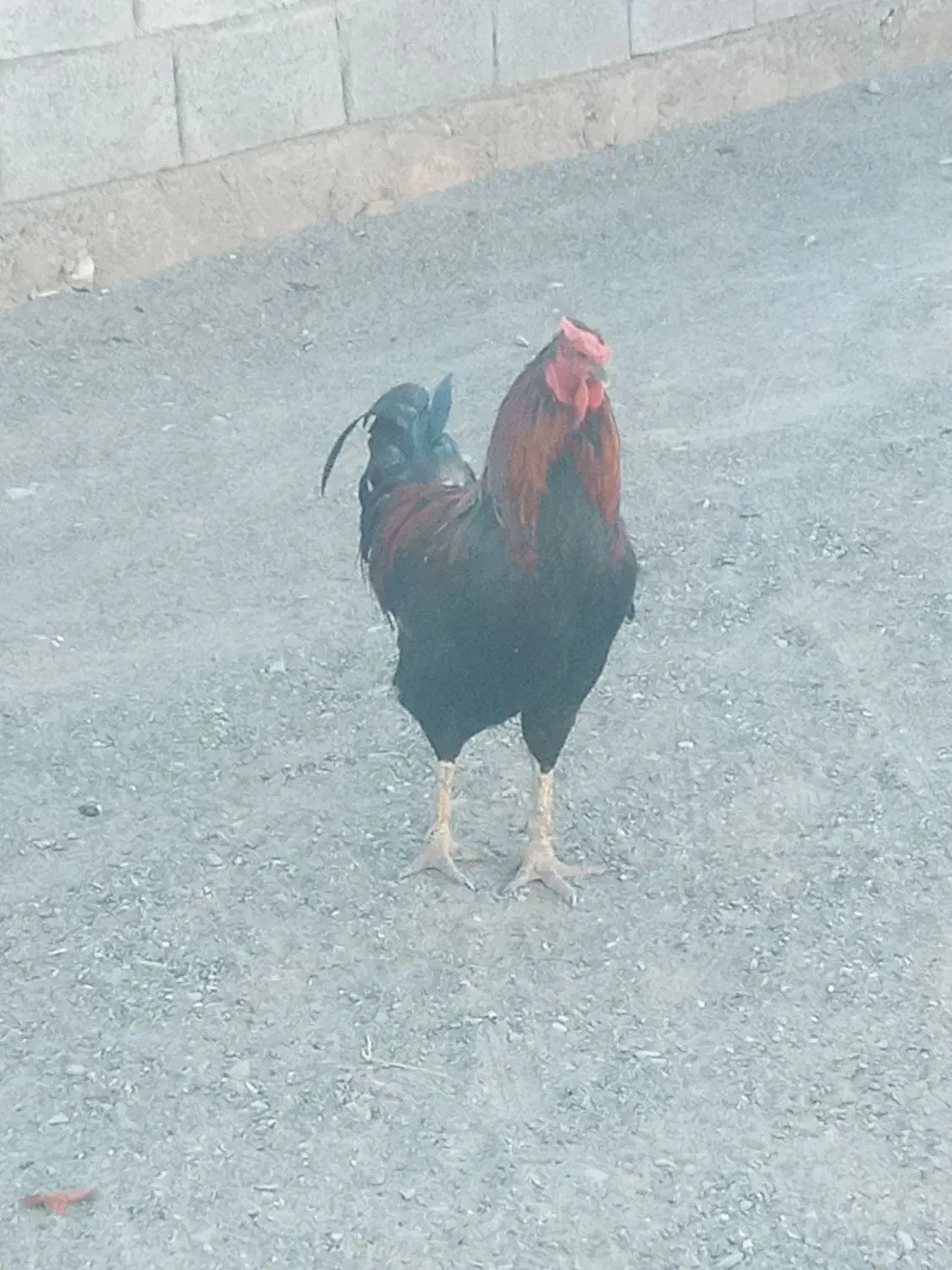 مرغ و خروس|حیوانات مزرعه|توکهور, |دیوار