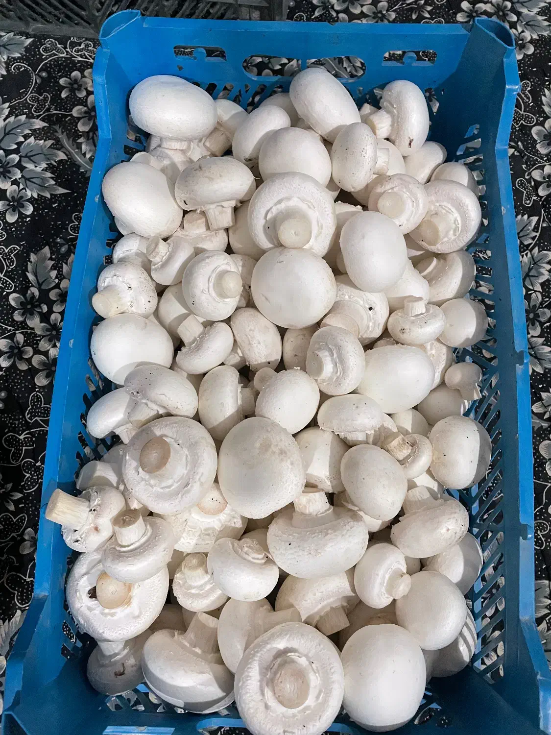 قارچ درجه1|خوردنی و آشامیدنی|قیدار, |دیوار