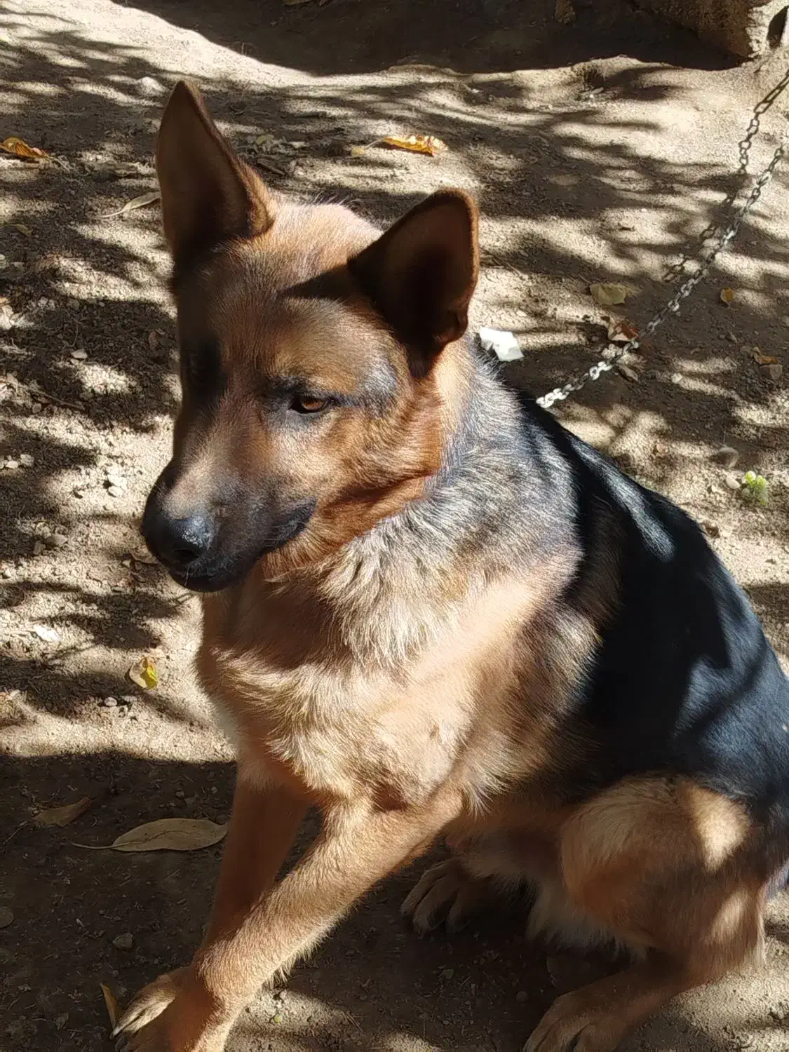 فروش سگ ژرمن|سگ|نوبران, |دیوار