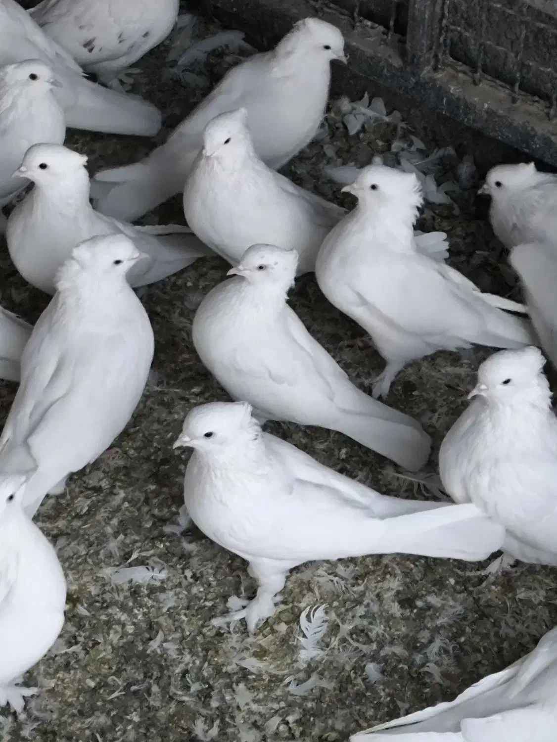 کبوتر کاکولی|پرنده|بشاریات, |دیوار