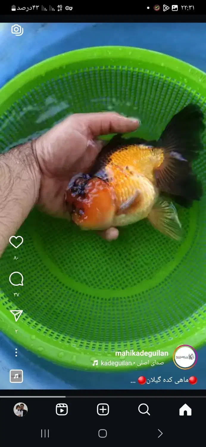 انواع ماهی گلدفیش و ماهی قرمز|ماهی|آمل, |دیوار