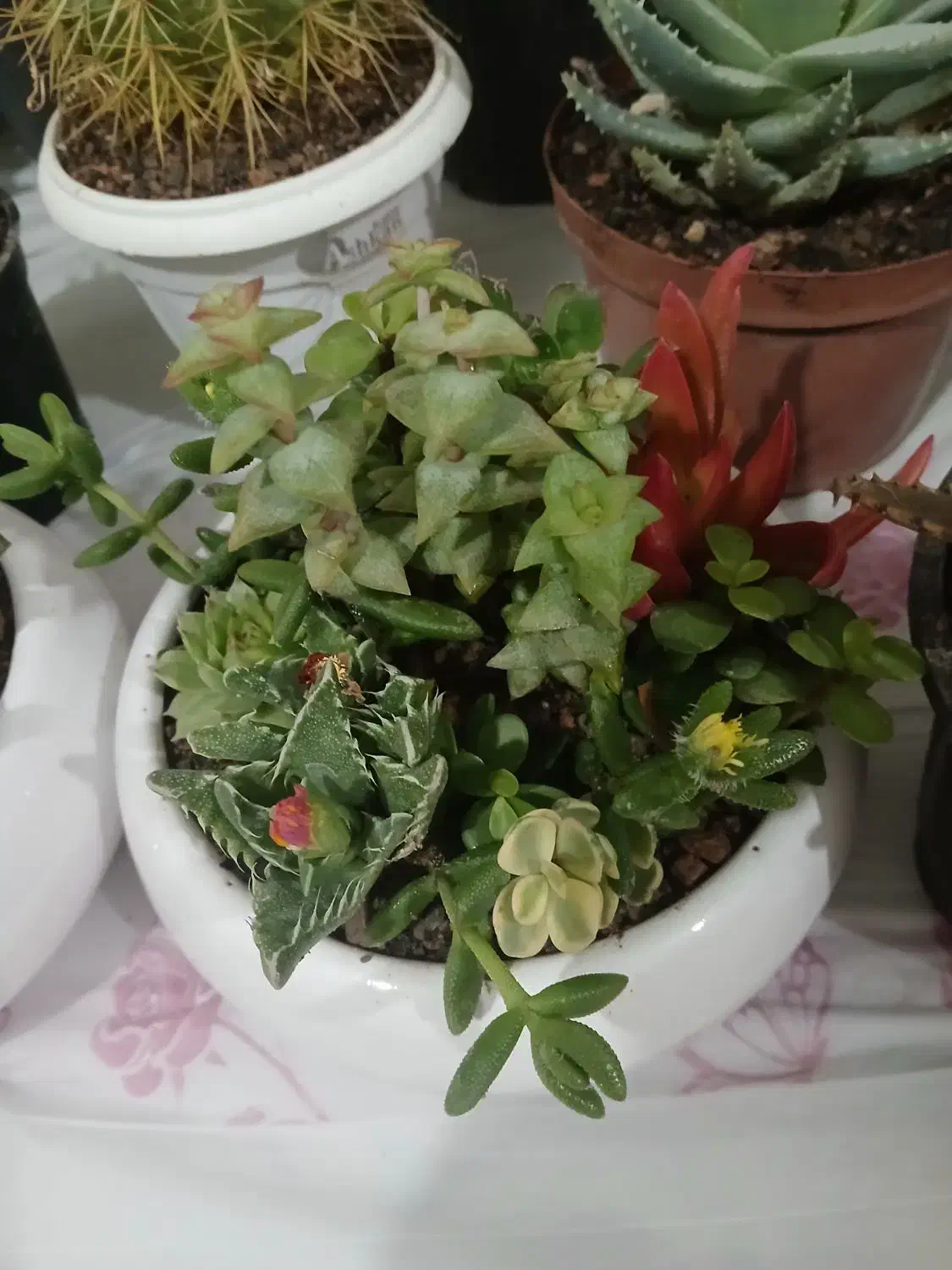 فروش گل پتوس آپارتمانی|گل و گیاه طبیعی|مشهد, انصار|دیوار