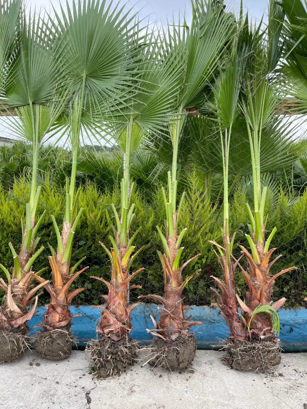 پالم واشنگتن تنه آناناسی|گل و گیاه طبیعی|بابل, |دیوار