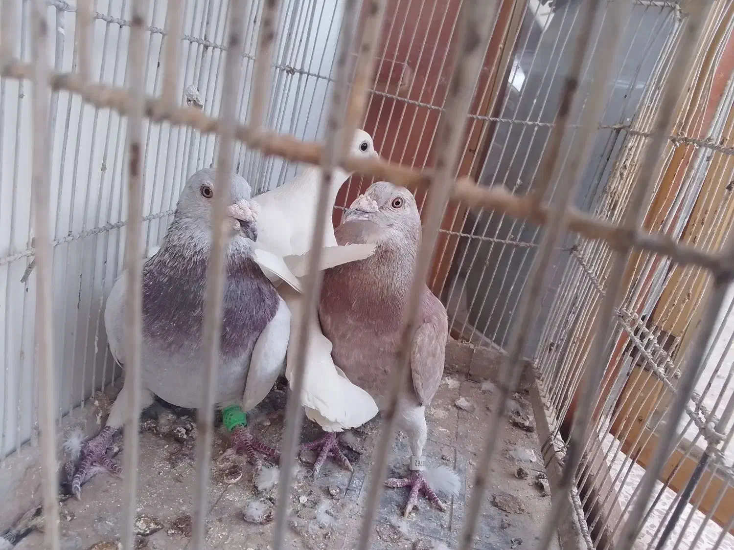 کفتر|پرنده|سبزوار, چهارراه فرودگاه|دیوار