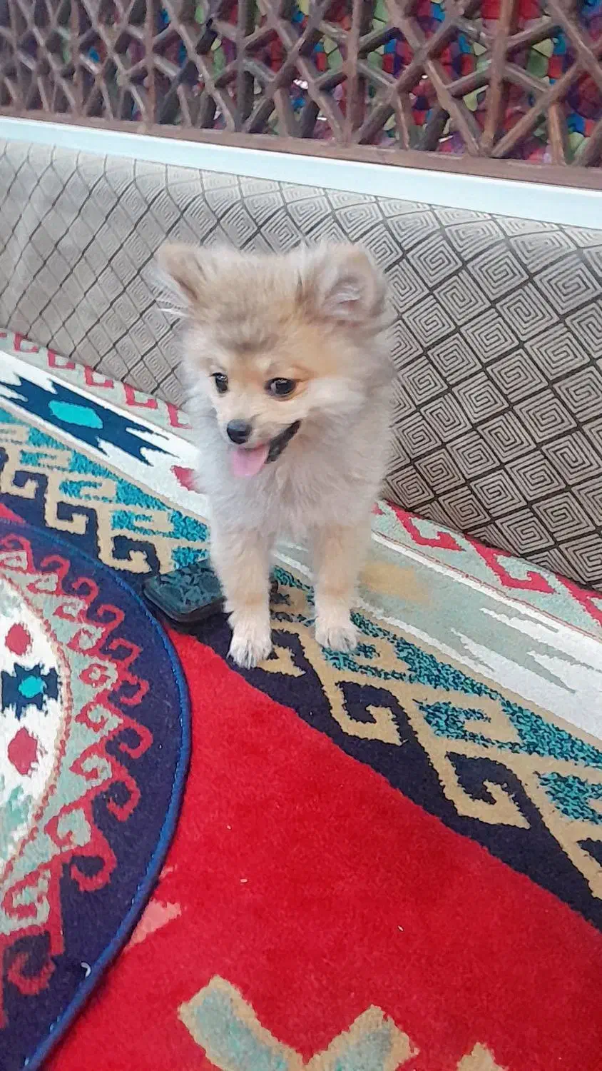 واگذاری پامر خرسی عروسکی اصیل|سگ|تهران, علم و صنعت|دیوار