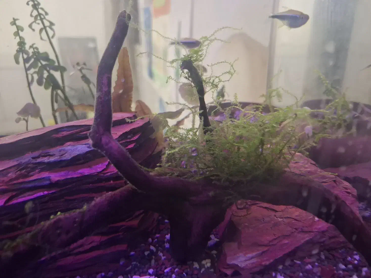 آکواریوم|ماهی|مرودشت, ژیان|دیوار