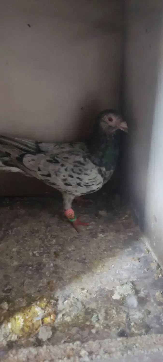 کبوتر هفرنگ|پرنده|بوئین زهرا, |دیوار