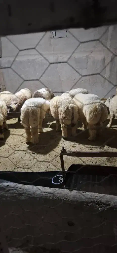 فروش بره پلواری|حیوانات مزرعه|لیکک, |دیوار