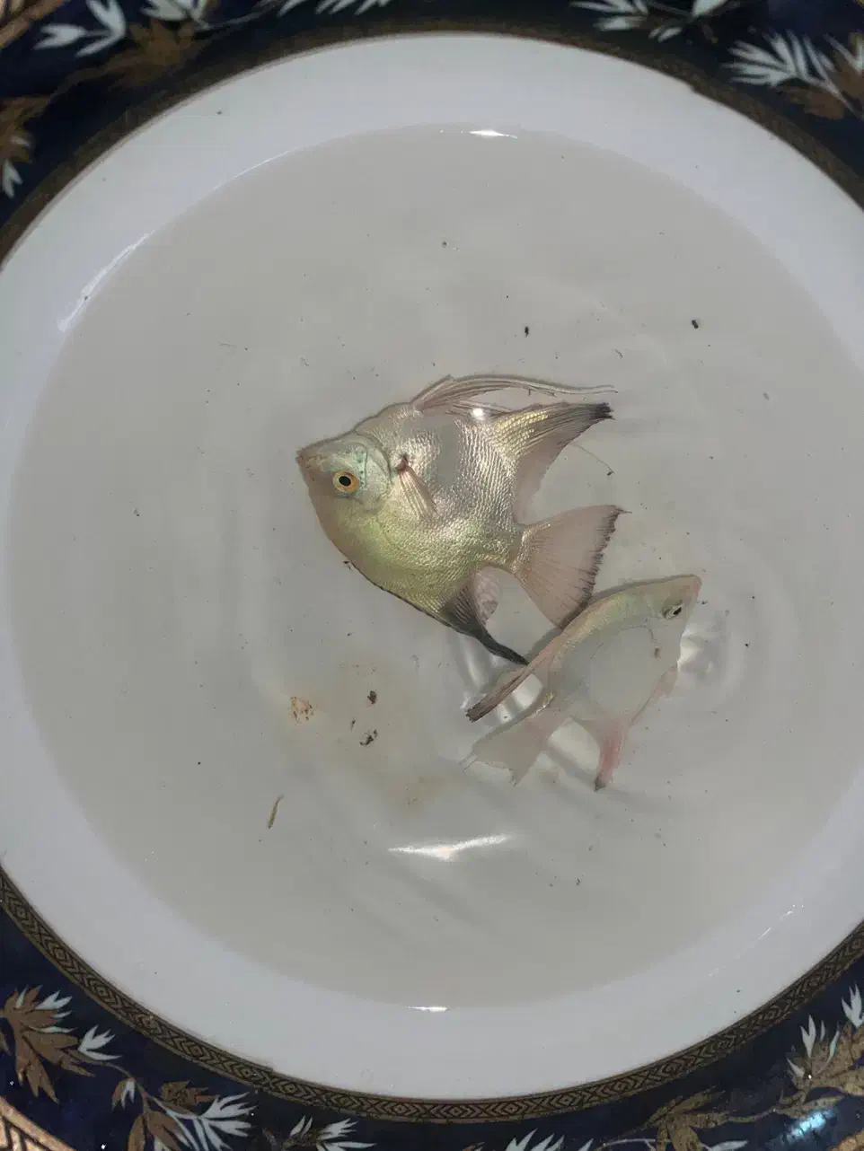 ماهی آنجل|ماهی|میاندوآب, |دیوار