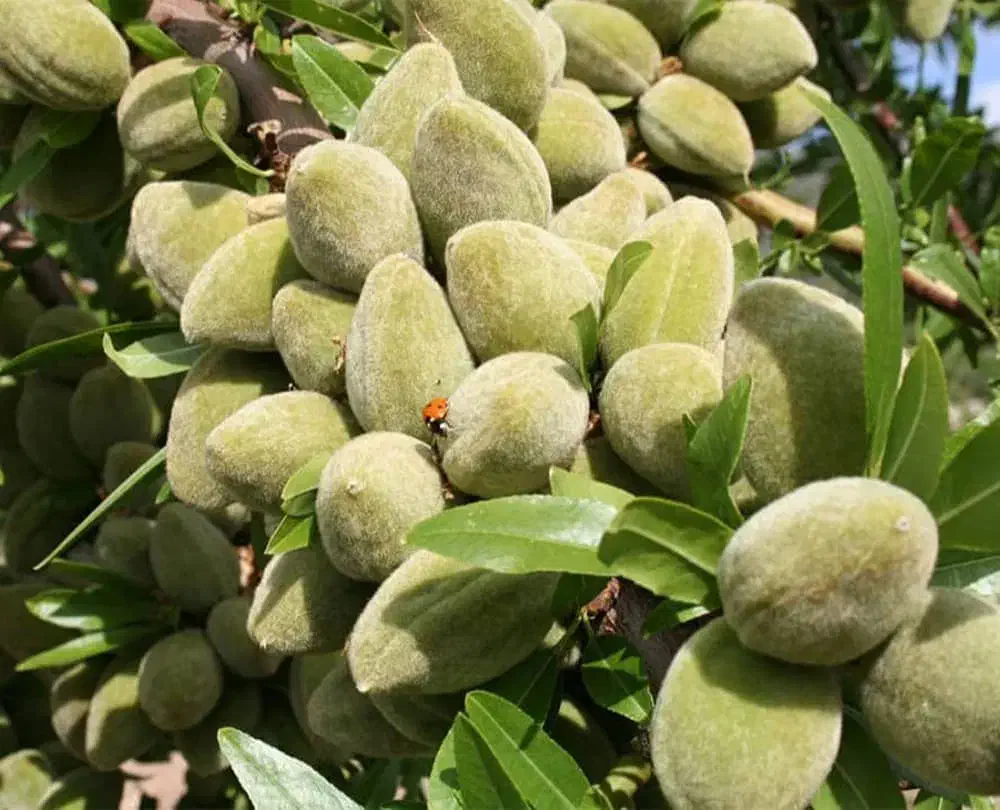 فـروش نـها.ل با مشاوره تمامی مراحل کاشت ونگهداری|خدمات باغبانی و درختکاری|سنقر, |دیوار