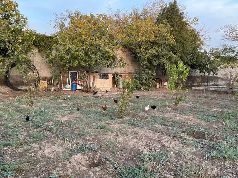 مرغ و خروس گلین/ لاری/گلپایگانی|حیوانات مزرعه|اسلامشهر, کاشانک|دیوار