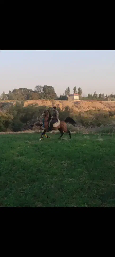 اسب نریان|اسب و تجهیزات اسبسواری|گلپایگان, |دیوار