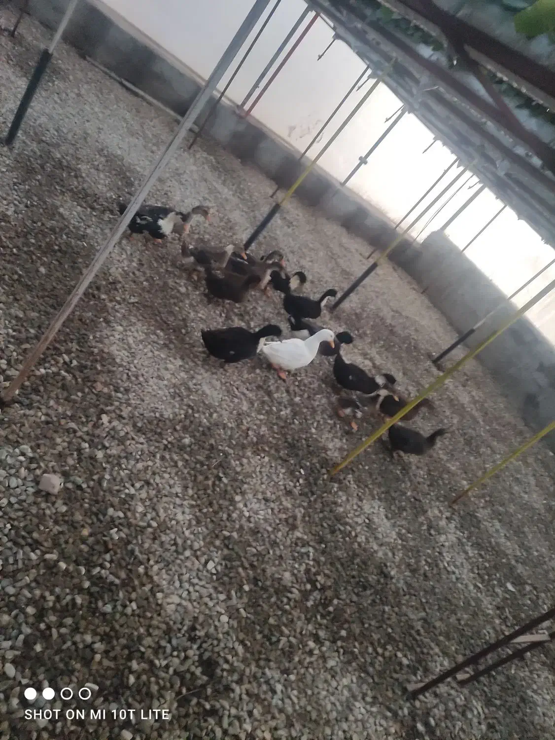 اردک نر و ماده تخم گذار|حیوانات مزرعه|هشتگرد, شهرک گلخانه|دیوار