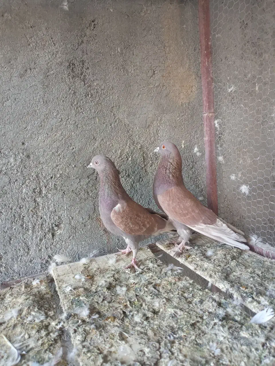 نرماده پرشی|پرنده|اردکان, |دیوار