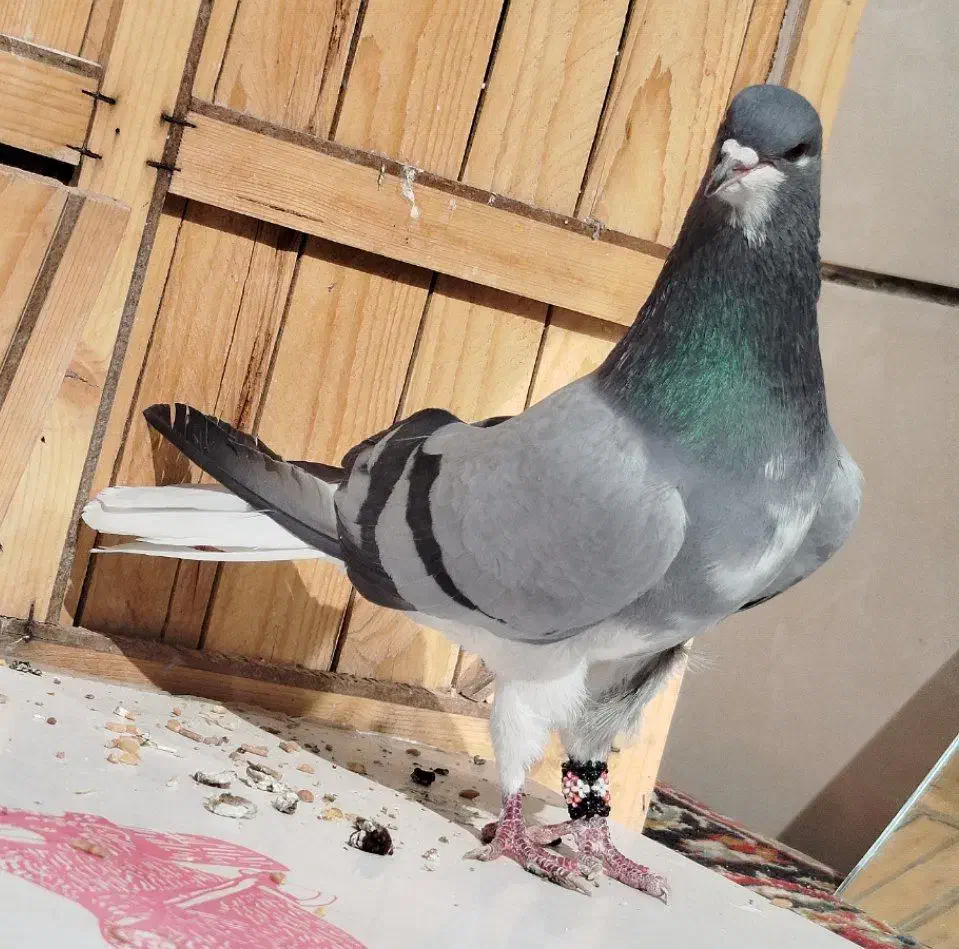 دمگیر نر خرقه گلدم|پرنده|برخوار, |دیوار