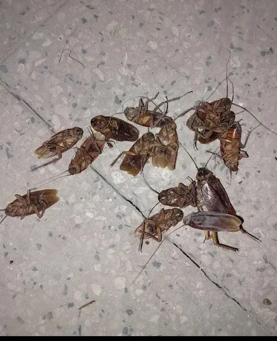 سمپاشی|خدمات نظافت|تهران, اوین|دیوار