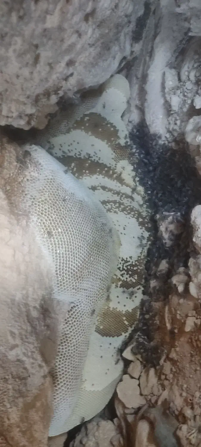 عسل صخره ای به شرط تضمینی|خوردنی و آشامیدنی|فراشبند, |دیوار