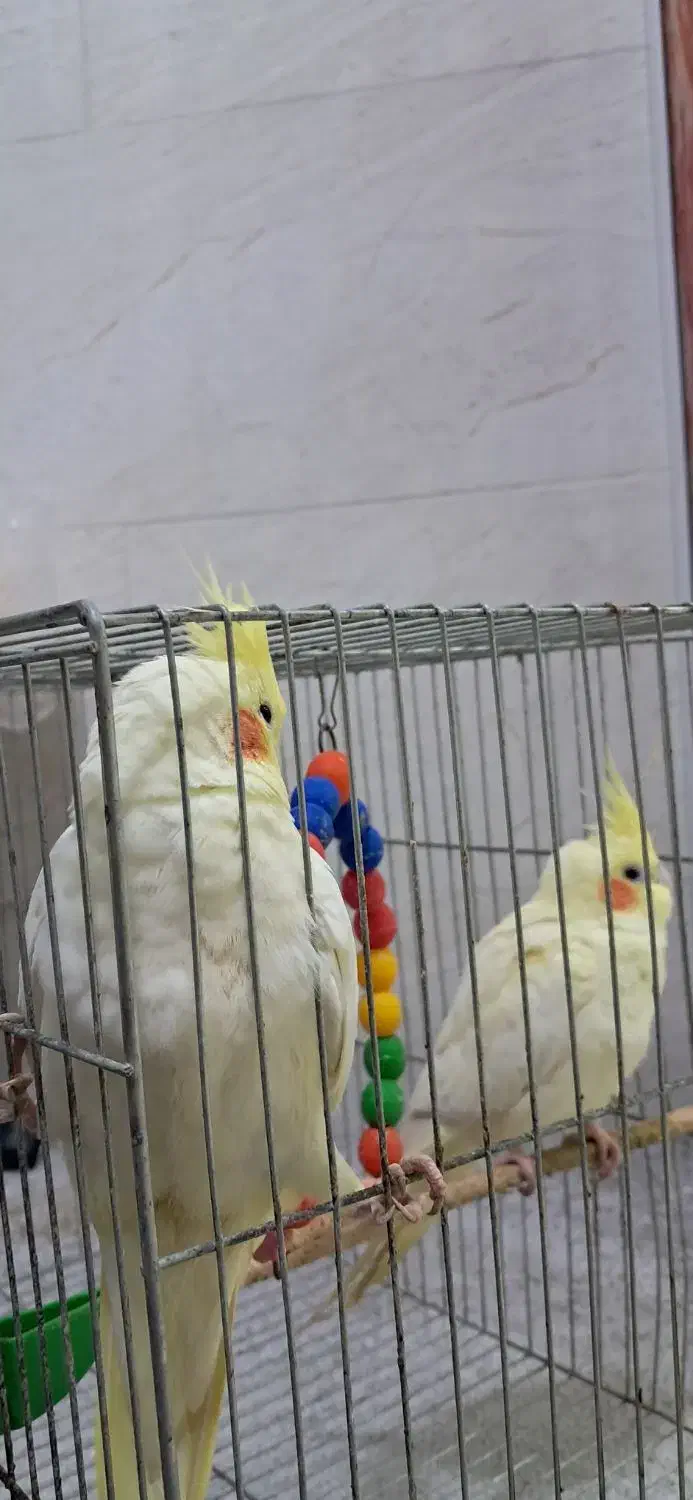 یه جفت عروس هلندی لوتینو|پرنده|لنگرود, |دیوار