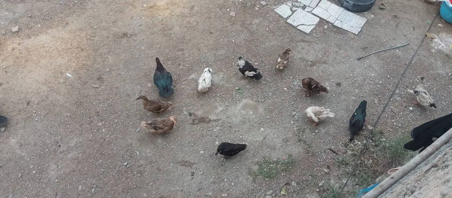 اردک پروازی ۲۳ عدد ۵،۵۰۰|حیوانات مزرعه|گلوگاه, |دیوار