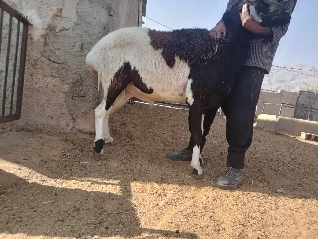 قوچ گله ای درشت هیکل وکشیده، سنگین وزن|حیوانات مزرعه|شیراز, جانبازان|دیوار