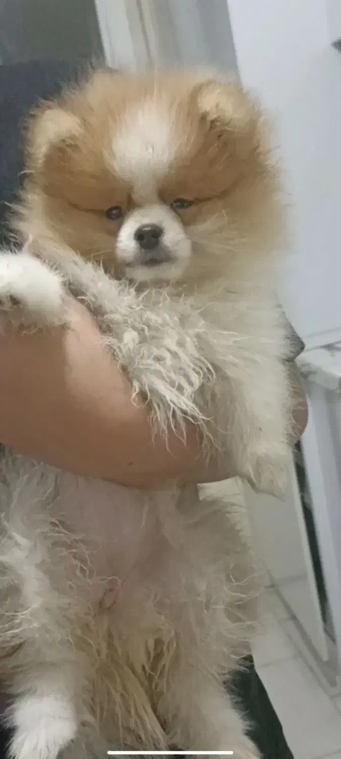 توله پامر خرسی اصیل|سگ|پردیس, فاز ۶|دیوار