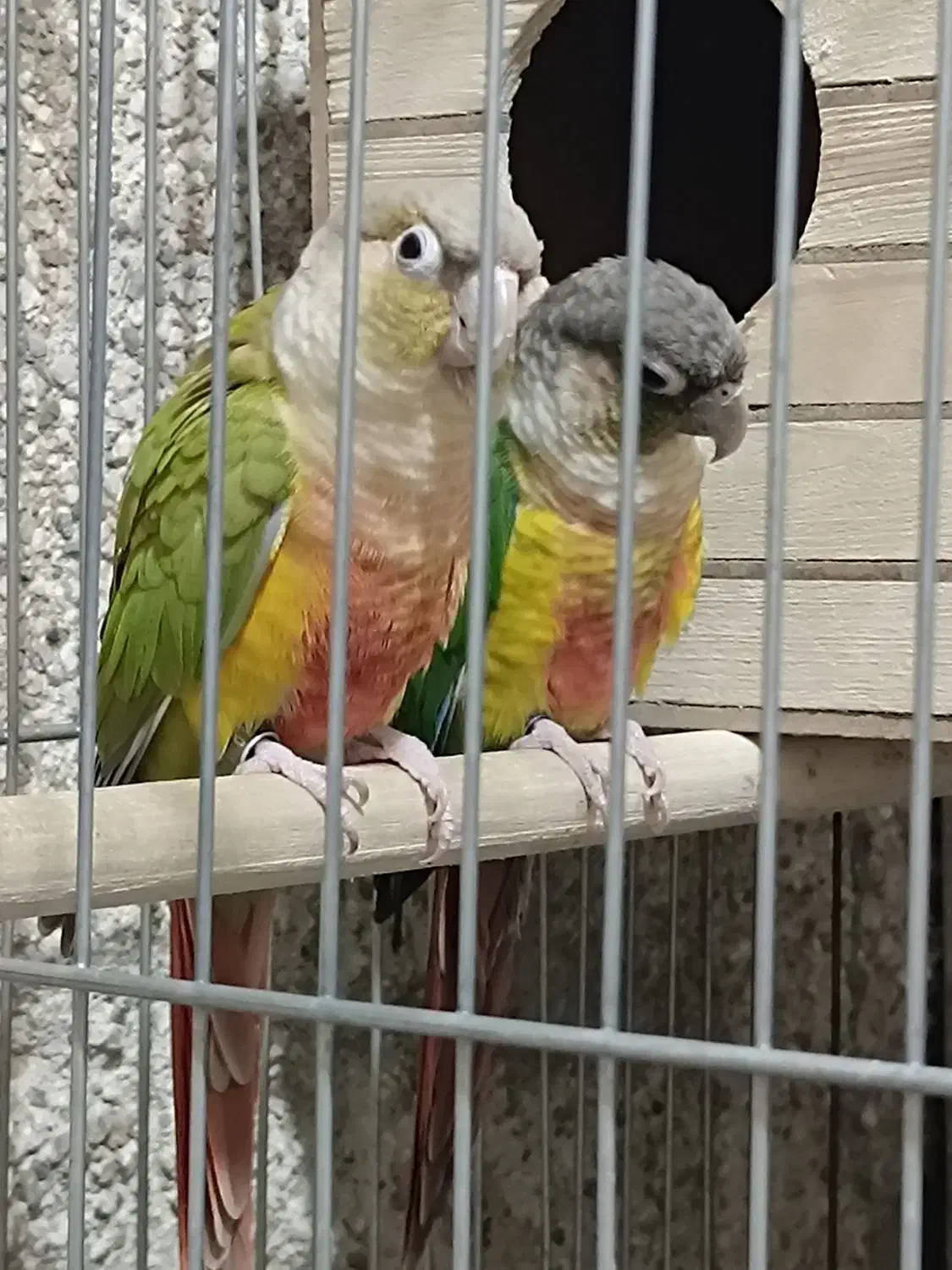 گرینچیک مولد|پرنده|قم, تولید دارو و یخچال|دیوار