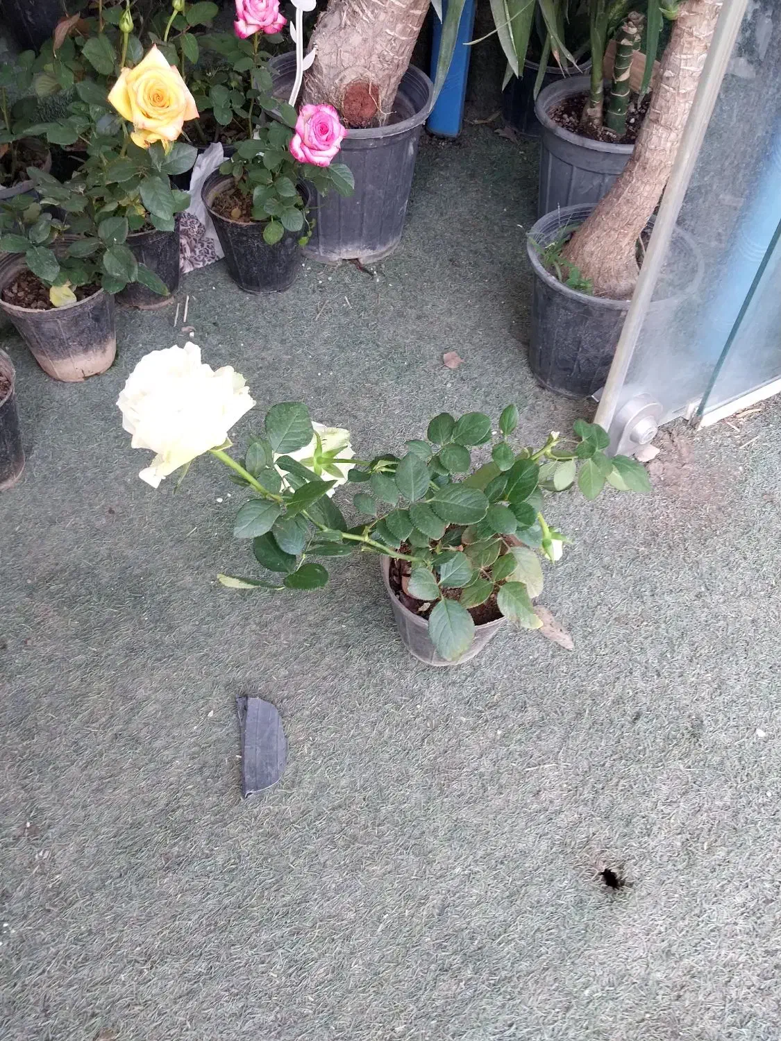 رز هلندی|گل و گیاه طبیعی|شیراز, ریاستی|دیوار