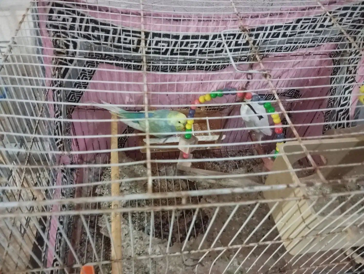 مرغ  عشق|پرنده|گرگان, |دیوار