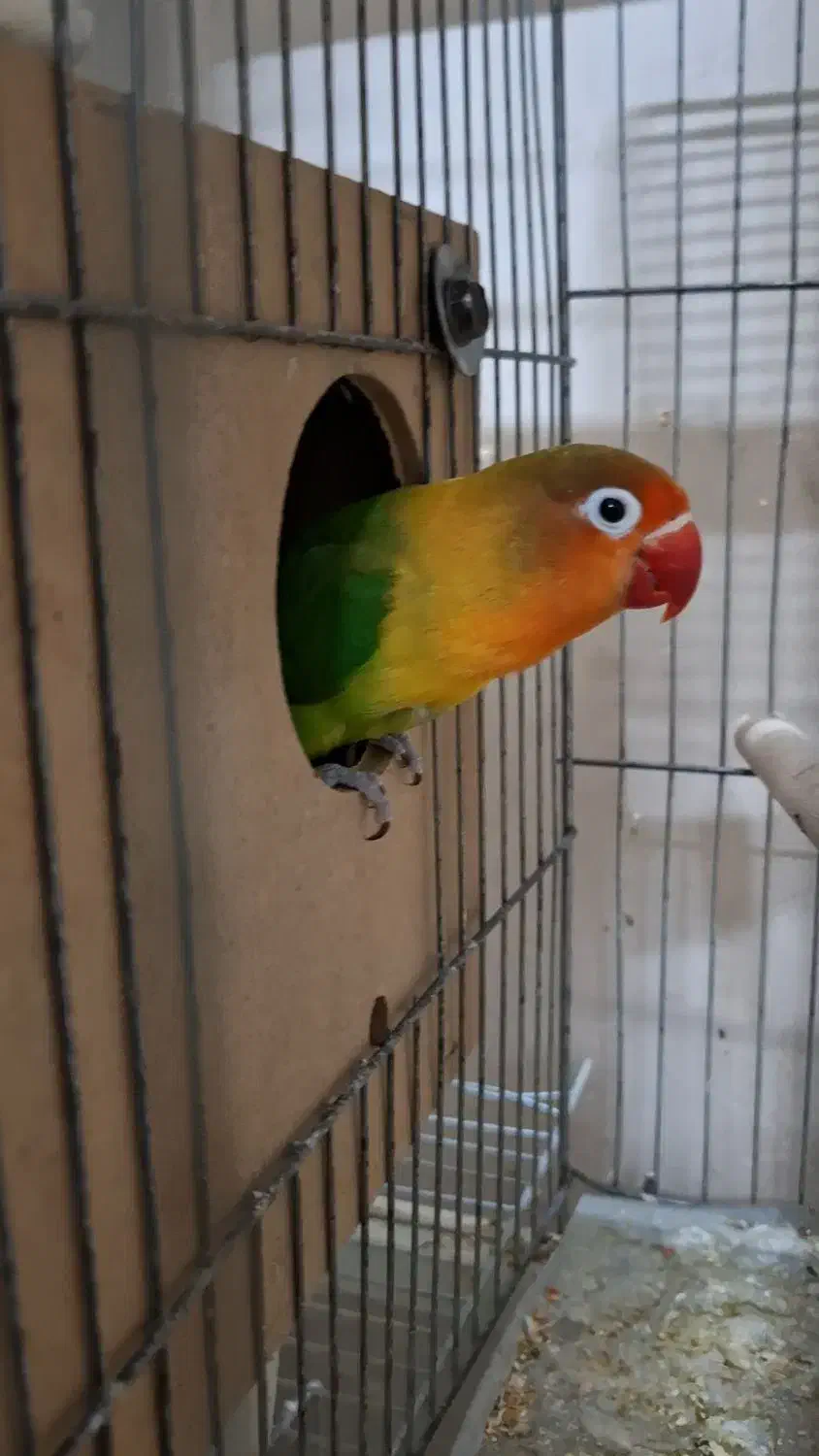 کوتوله مولد طوطی برزیلی مولد|پرنده|خمینیشهر, |دیوار