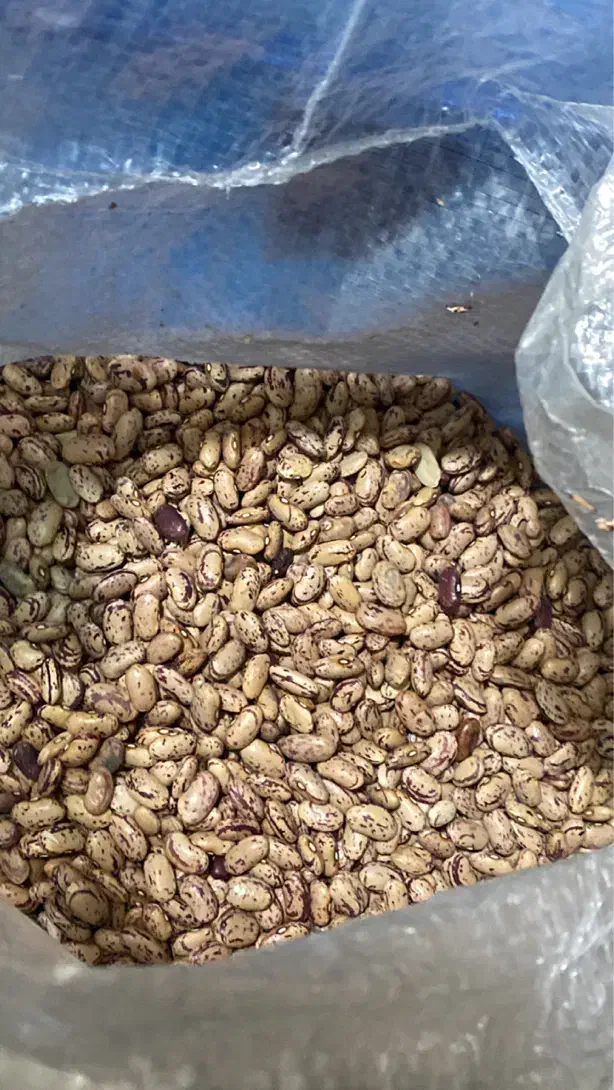 لوبیا چیتی خارجی(ازبکی)|خوردنی و آشامیدنی|شیراز, طلاب|دیوار