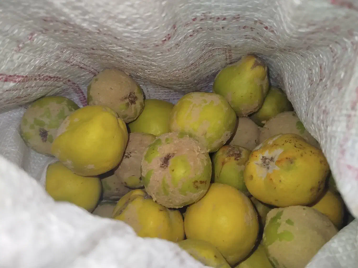 به ارگانیک|خوردنی و آشامیدنی|تربت جام, نظامی|دیوار